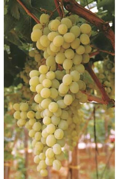 Vitis vinifera Arni